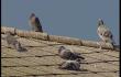 Hannut: chasse aux pigeons